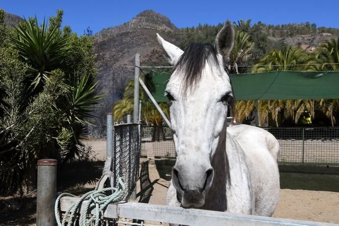 18/03/2019 FATAGA. SAN BARTOLOME DE TIRAJANA.  Incendio en Fataga, en la Finca Rural, Molino de Agua. Fotografa: YAIZA SOCORRO.  | 18/03/2019 | Fotógrafo: Yaiza Socorro