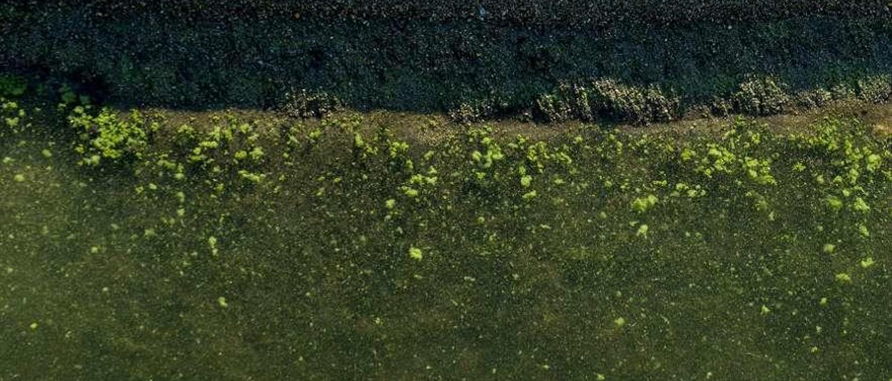 Imagen de las cianobacterias en el embalse de As Conchas. // Brais Lorenzo