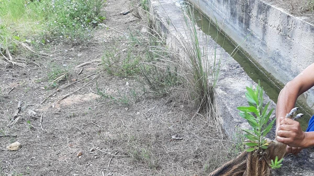 Los animales vivos y muertos, junto a la acequia a la que cayeron