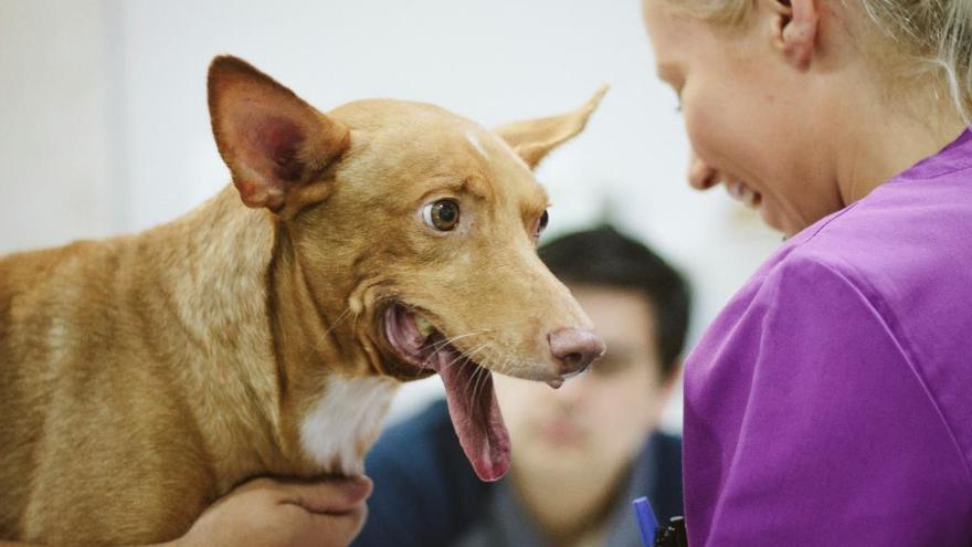 El hospital veterinario de Silla aplica la primera prótesis de mandíbula a un perro