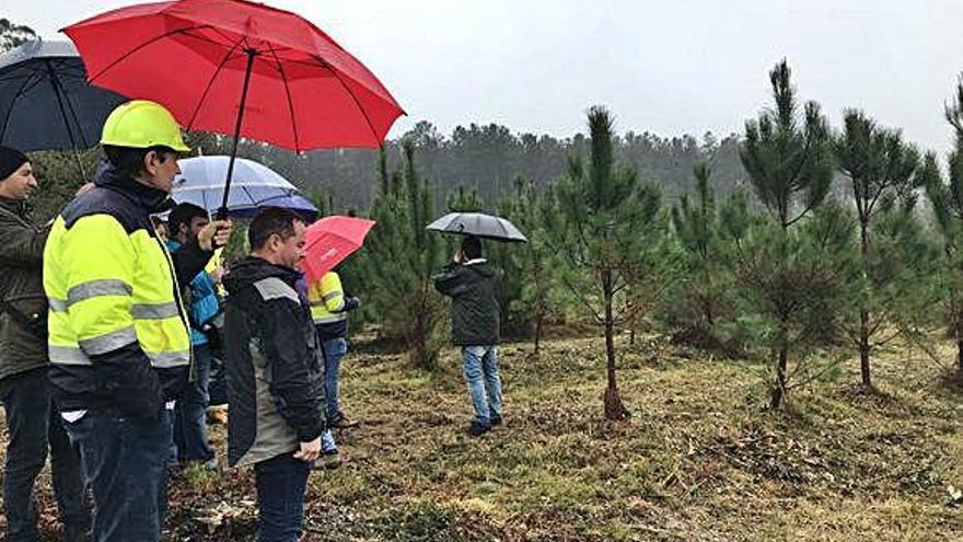 Visita a una parcela de ensayos silvícolas en Frades.