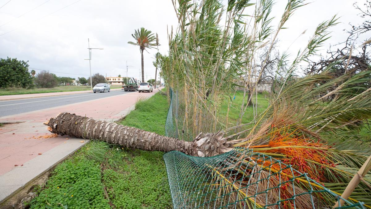 La lluvia y el viento provocan caídas de árboles en la red viaria y un  desprendimiento en Ibiza - Diario de Ibiza