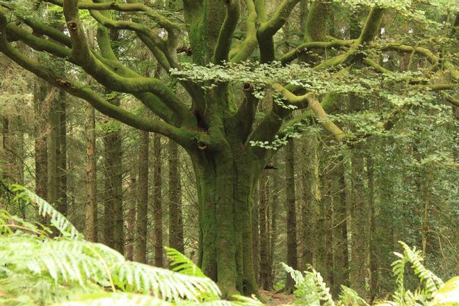 Bosque de Brocelandia, Bretaña, Francia