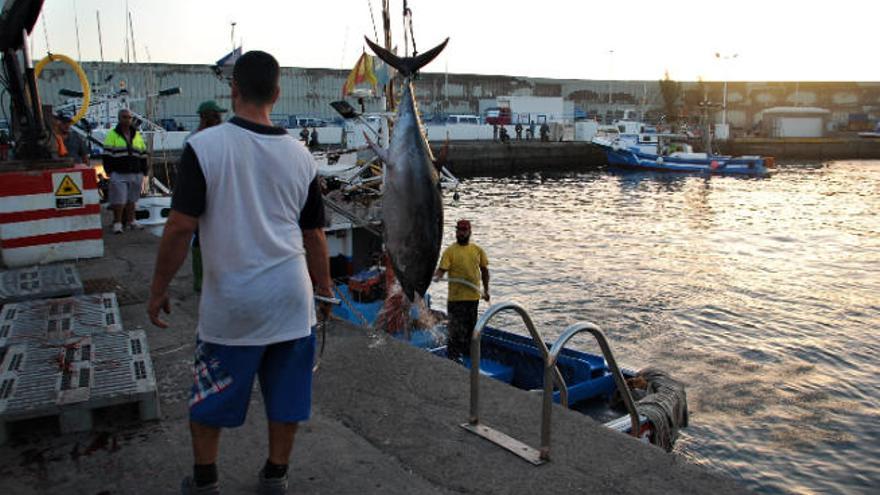 El desplome de los precios lastra la campaña del atún rojo en las Islas