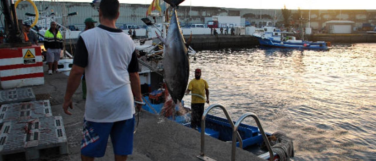 Limpieza de un atún recién pescado en el Puerto de Arguineguín.