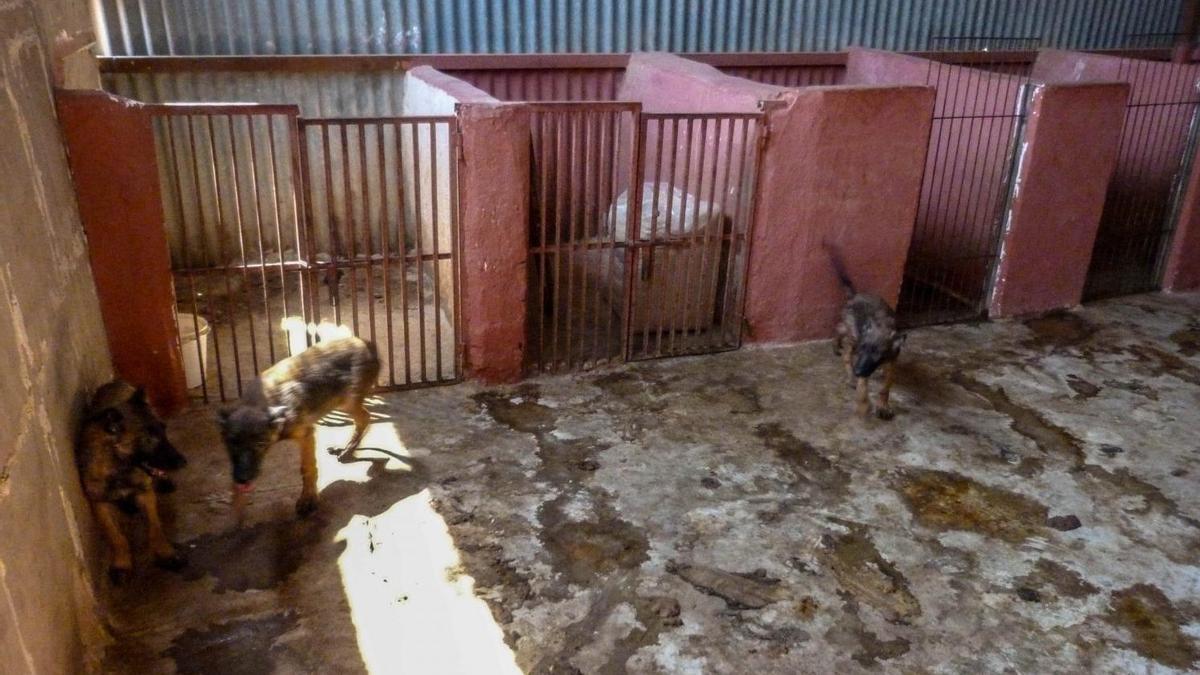 Perros rescatados por el Seprona de un criadero ilegal en pésimas condiciones en la provincia de Alicante. INFORMACIÓN