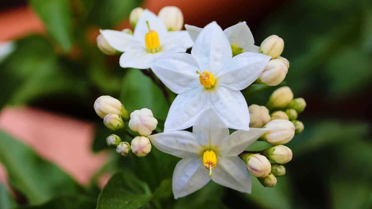 PURIFICADOR DE AIRE NATURAL | El jazmín, la planta ideal para tener en el  dormitorio, acabar con la humedad y dormir mejor