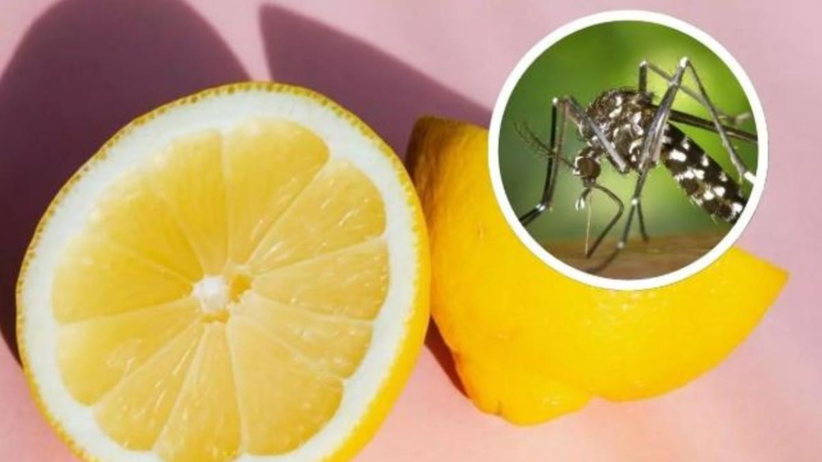 Un trozo de limón: el sencillo truco de los murcianos para acabar con los mosquitos en verano