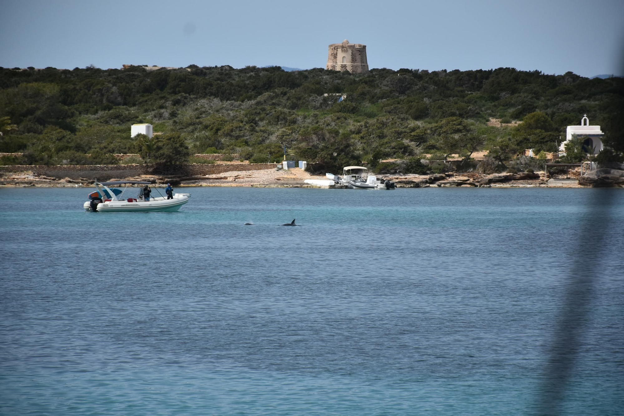 Delfines en  s'Espalmador