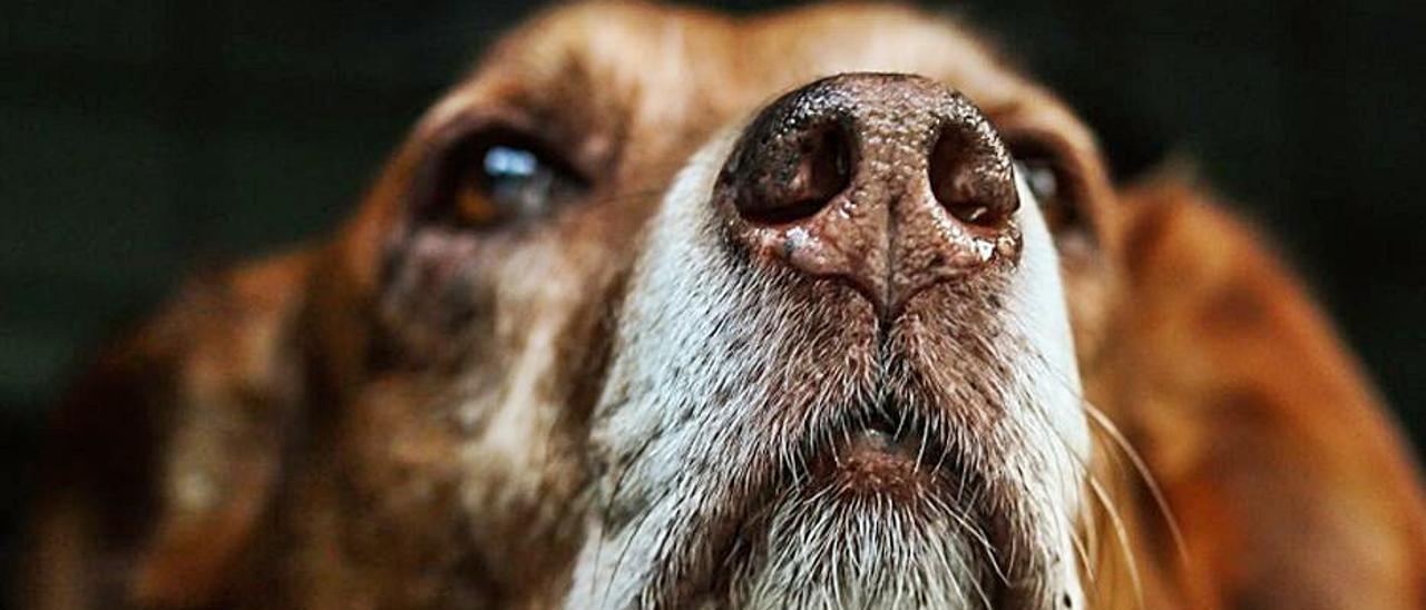 Foto de archivo de un perro