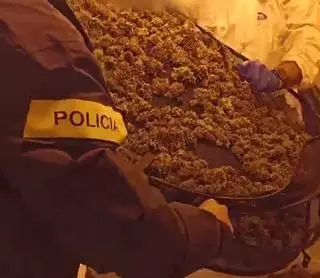 Los Mossos requisan más de 1.000 plantas de marihuana en dos naves industriales en l'Arboç