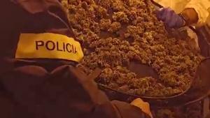 Imagen de la operación contra el tráfico de marihuana