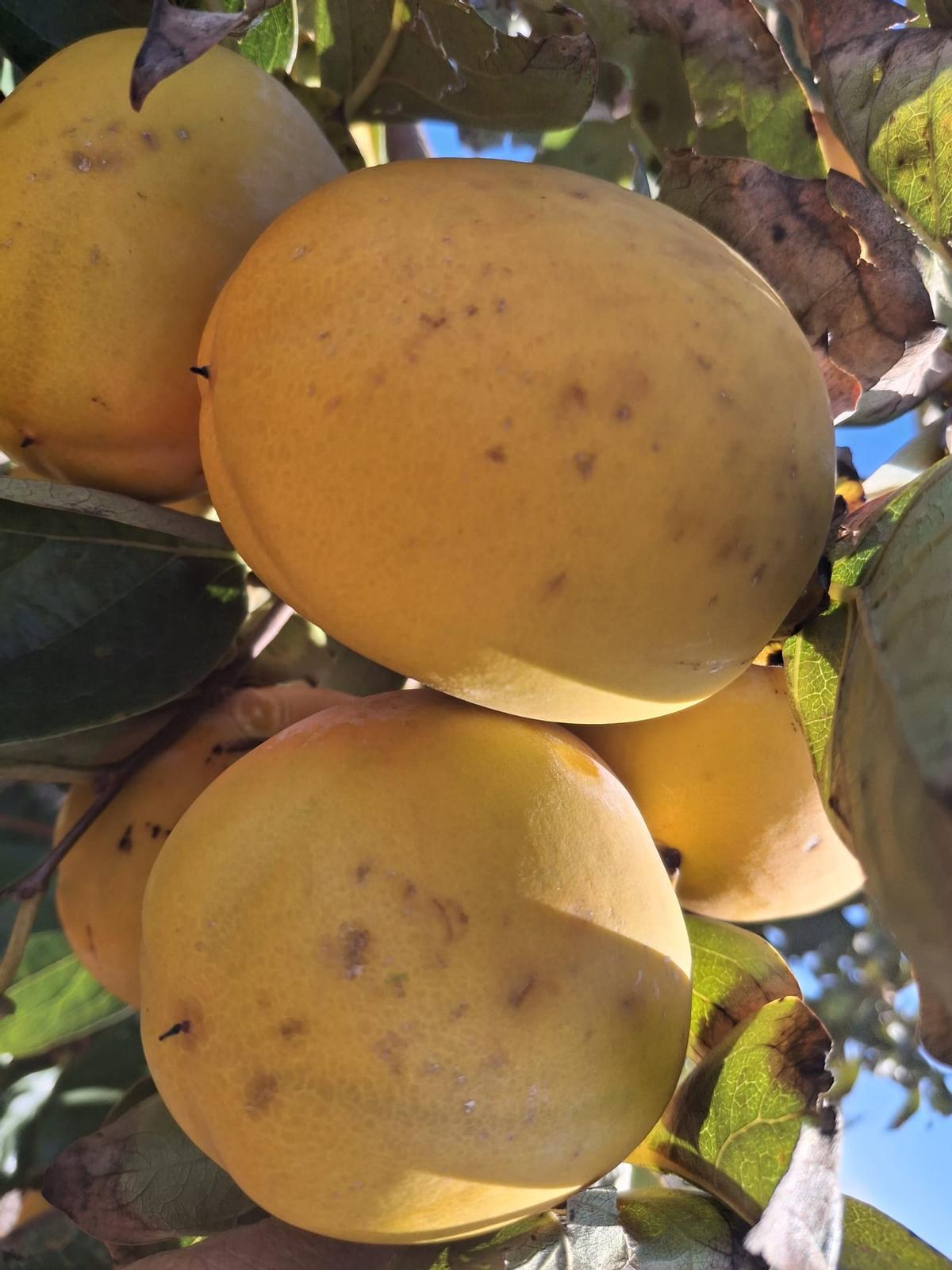 Múltiples marcas en caquis de Massalavés.