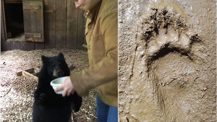 Una investigadora muestra un bol lleno de jarabe de arce y salsa de manzana a un joven ejemplar de oso para conseguir así que el cachorro se ponga sobre dos patas y tomar una muestra de sus huellas.