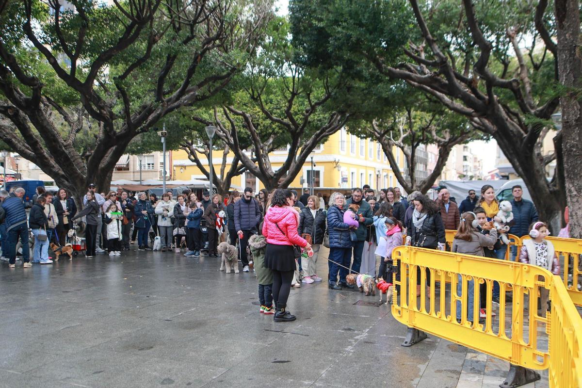 Las mejores imágenes de la bendición de animales de San Antón en Amoradí 2026 están aquí