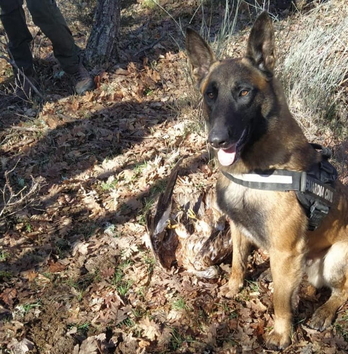 Sam, el perro rastreador de la Guardia Civil que ha participado en la operación