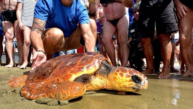 GARZA ÁNADE TORTUGA SUELTA CHARCA MASPALOMAS