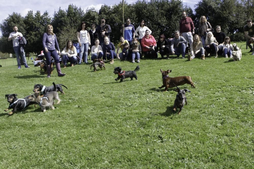 Concentración de perros teckel en Los Pericones.