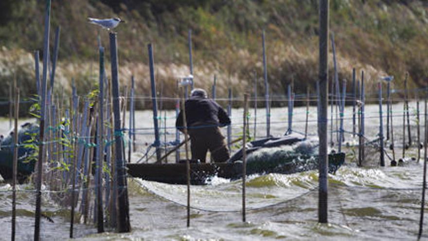 El nivel de la Albufera se encuentra bajo mínimos y la calidad del agua sigue empeorando.