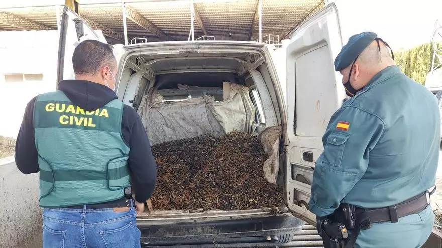 La Guardia Civil estrecha el cerco al robo de aceituna en Córdoba: la campaña se cierra con 102 denuncias y 11 investigados