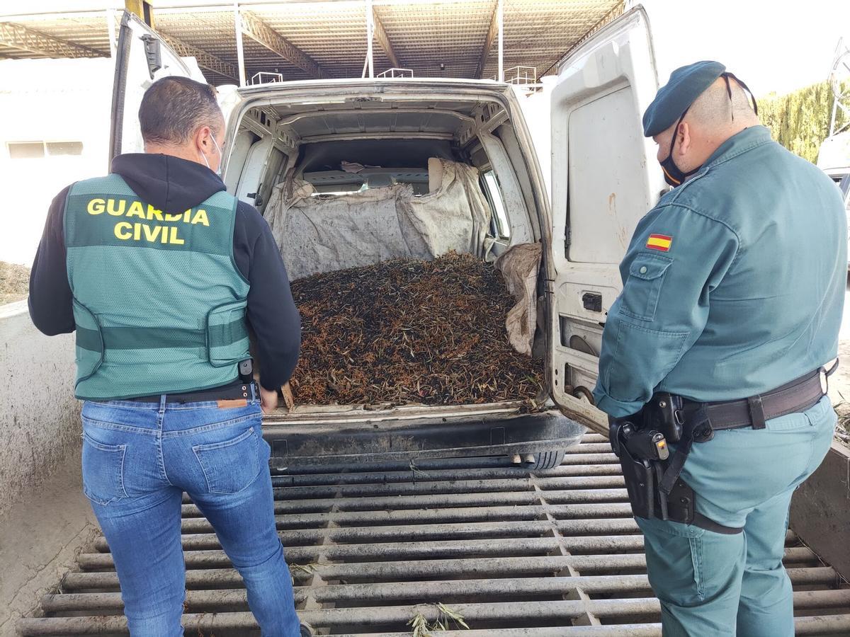 LA GUARDIA CIVIL EN CINCO OPERATIVOS DESARROLLADOS EN LA ZONA SUR DE LA PROVINCIA INVESTIGA A VEINTISIETE PERSONAS POR LA SUSTRACCIÓN DE ACEITUNA EN EL CAMPO Lucena aceituna robo