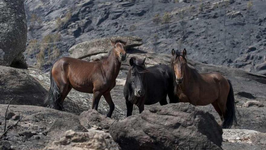 Caballos salvajes, en el monte quemado en la zona de Entrimo, el pasado septiembre. // Brais Lorenzo