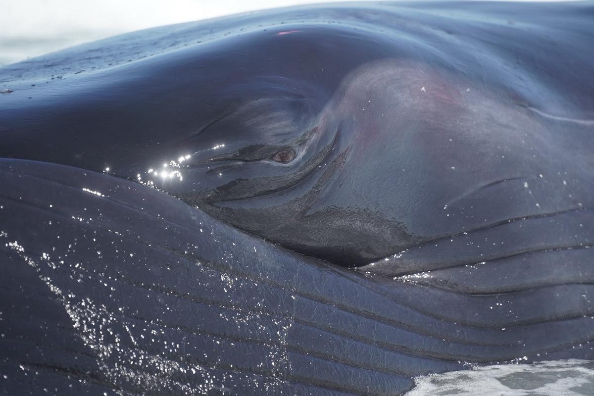 Rescate de la ballena varada en Arteixo