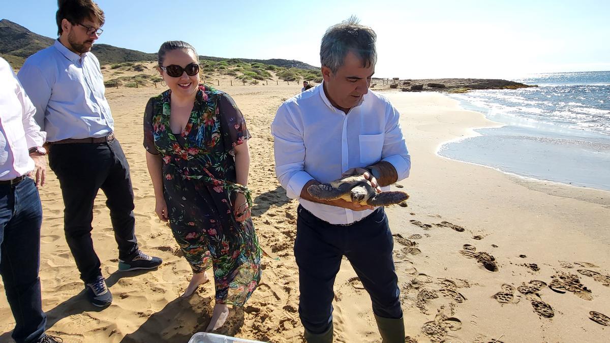 Ejemplar de tortuga boba liberada en el parque regional de Calblanque.