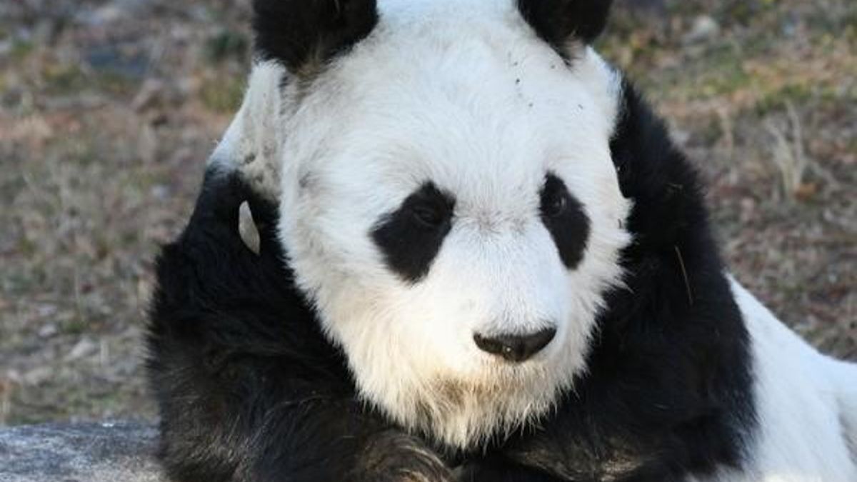 La osa panda Tan Tan, en una imagen del Zoo de Oji, en Kobe