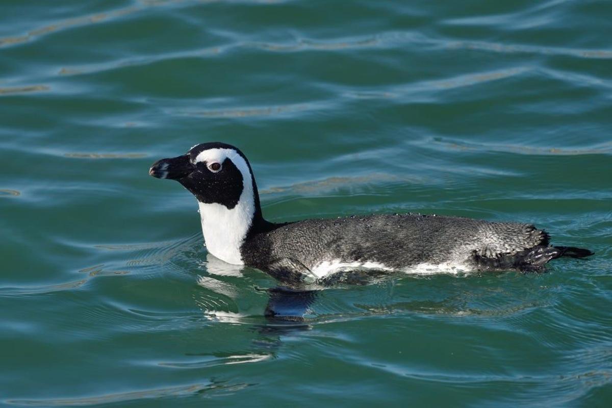 Pingüino africano, en costa suroeste de África