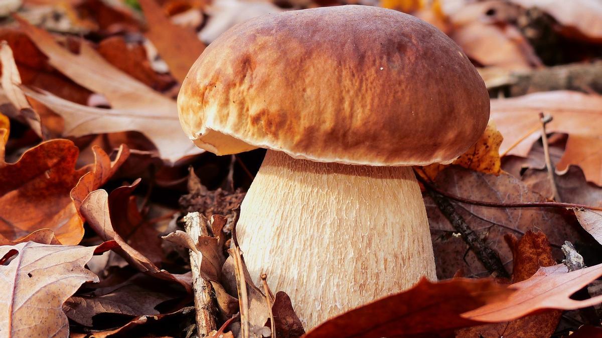 Cep o boletus edulis