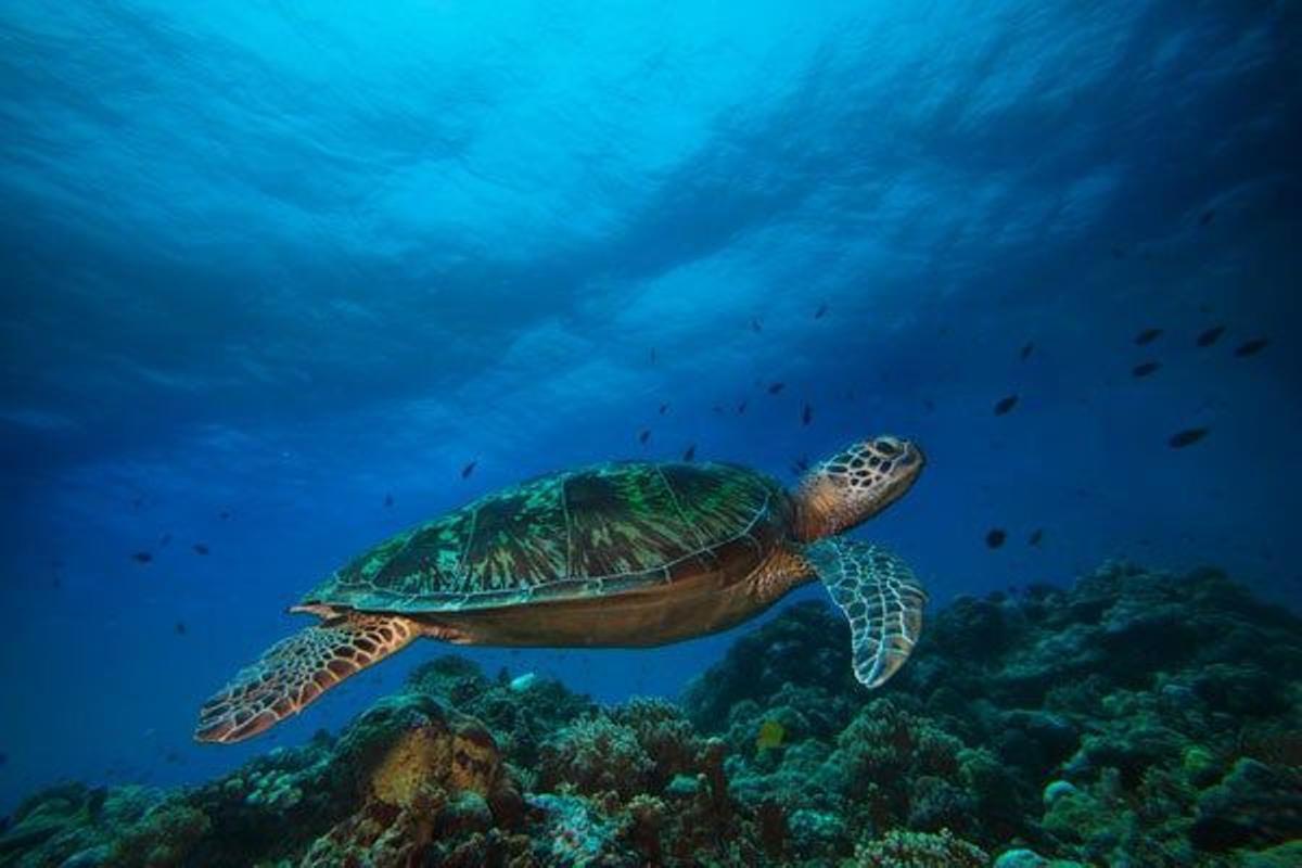 Tortuga verde en Palaos.