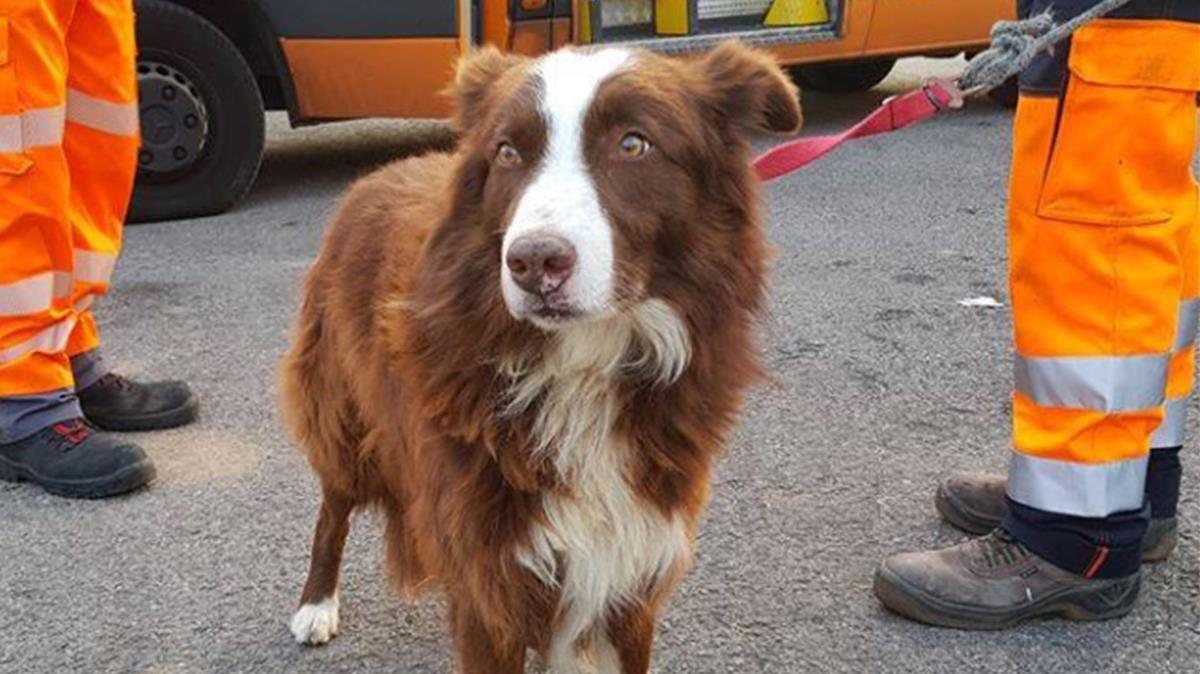 fcasals47279927 el perro llamado pique corria por la autopista ap7 190309131303 fcasals47279927 el perro llamado pique corria por la autopista ap7 190309131303