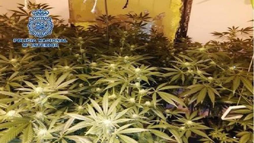 Dos detenidos y desmanteladas dos plantaciones de marihuana en Córdoba con más de 230 plantas