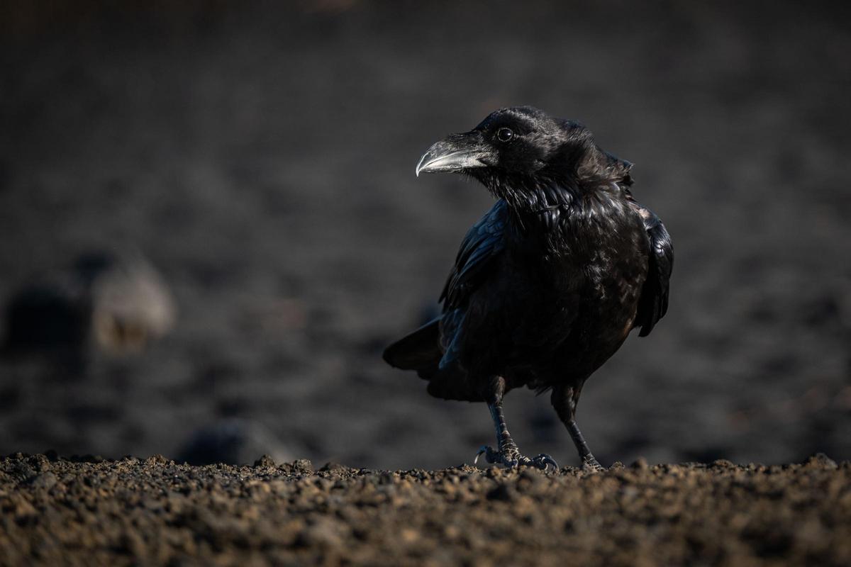 Visita al cono volcánico del Tajogaite