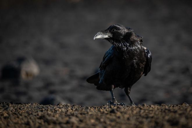 Visita al cono volcánico del Tajogaite
