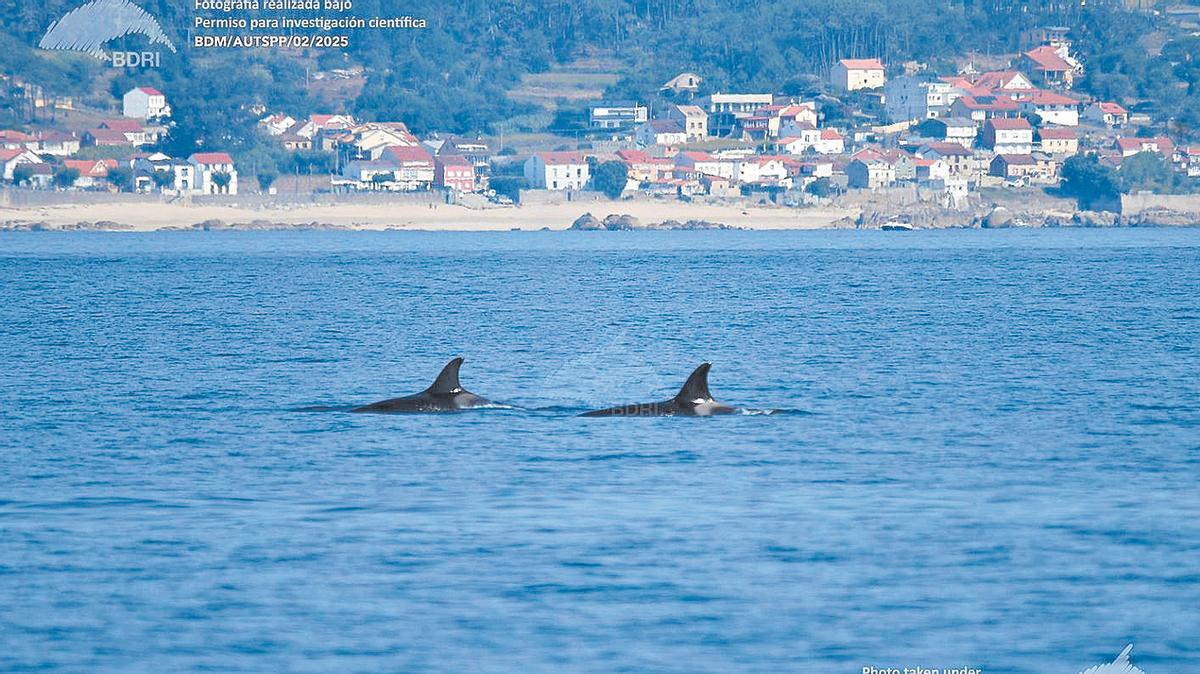 Orcas en la ría de Arousa.