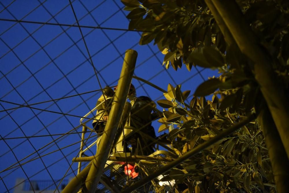 Se quiebra una rama del ficus de Santo Domingo