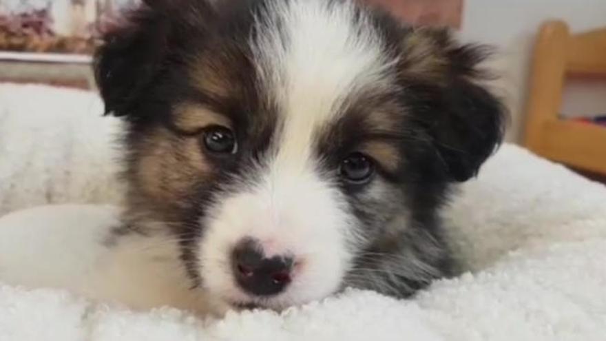 Vídeo: Así es Carla, la perra de tres meses abandonado en una caja en Colloto