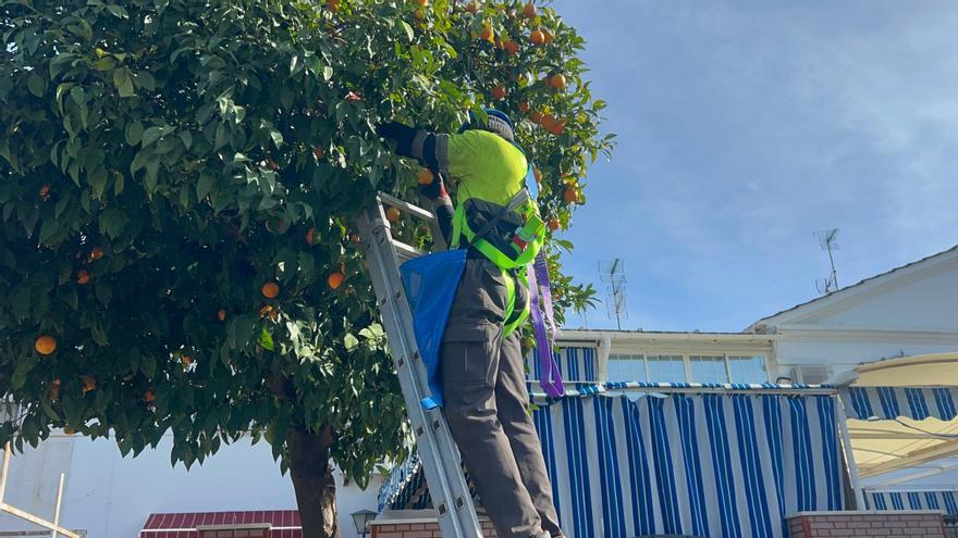 De las calles de Sevilla a la realeza británica: siete millones de kilos de naranja amarga en la nueva campaña de recogida