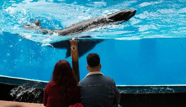 El Loro Parque reabre sus puertas al público después de 13 meses y medio de cierre por el Covid-19