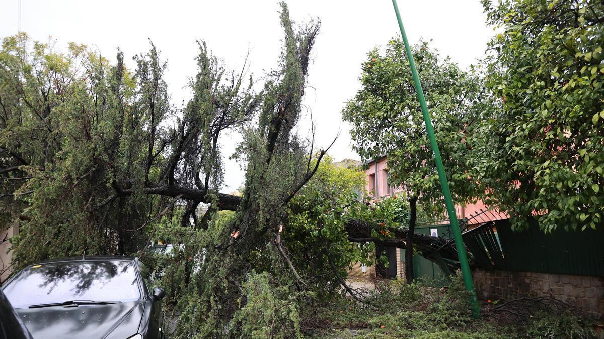 Imagen de un árbol caído a causa del fuerte viento del temporal que barre gran parte de Andalucía.