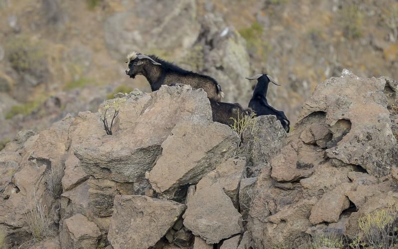 26/05/2018 TASARTICO, ALDEA DE SAN NICOLAS.  Apañada de cabras en la zona de Güi Güi, organizada por el Cabildo de Gran Canaria y  con la colaboración de distintos colectivos. FOTO: J. PÉREZ CURBELO  | 26/05/2018 | Fotógrafo: José Pérez Curbelo