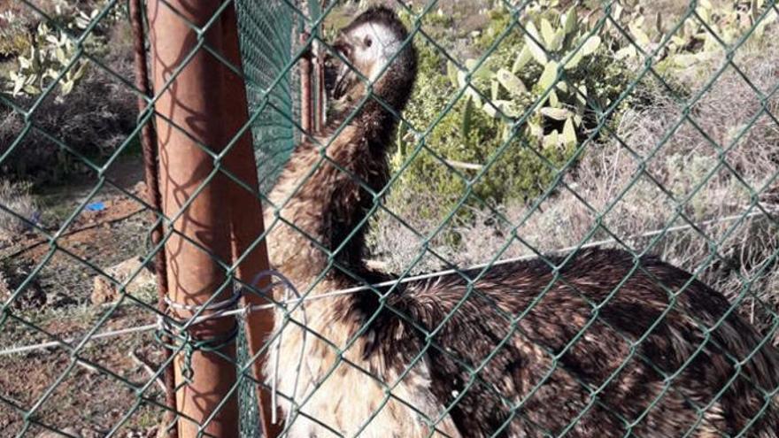 El Emú en la finca en la que fue localizado.