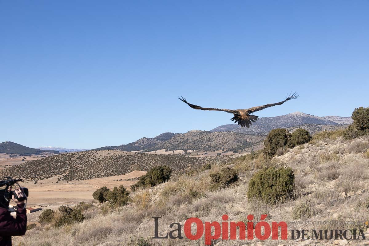 Suelta de dos buitres leonados en la Sierra de Mojantes en Caravaca