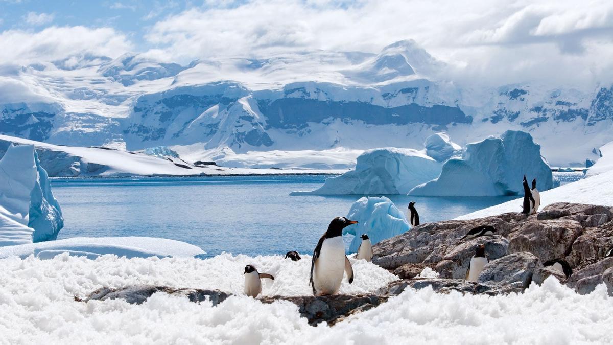 Grupo de pingüinos en una bahía de la Antártida con icebergs azules