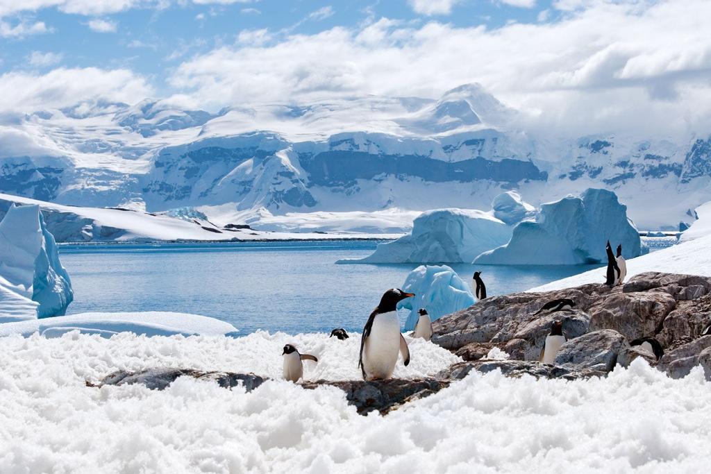 Grupo de pingüinos en una bahía de la Antártida con icebergs azules