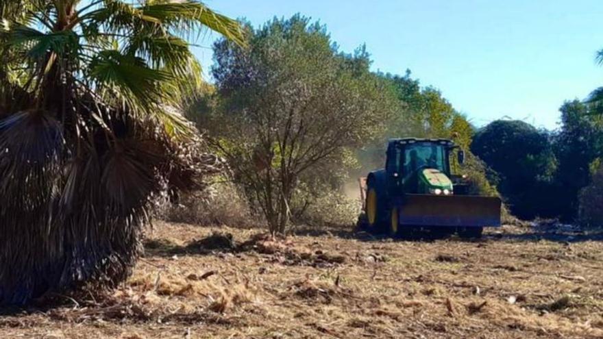 Almassora desbroza parcelas en la playa para prevenir incendios