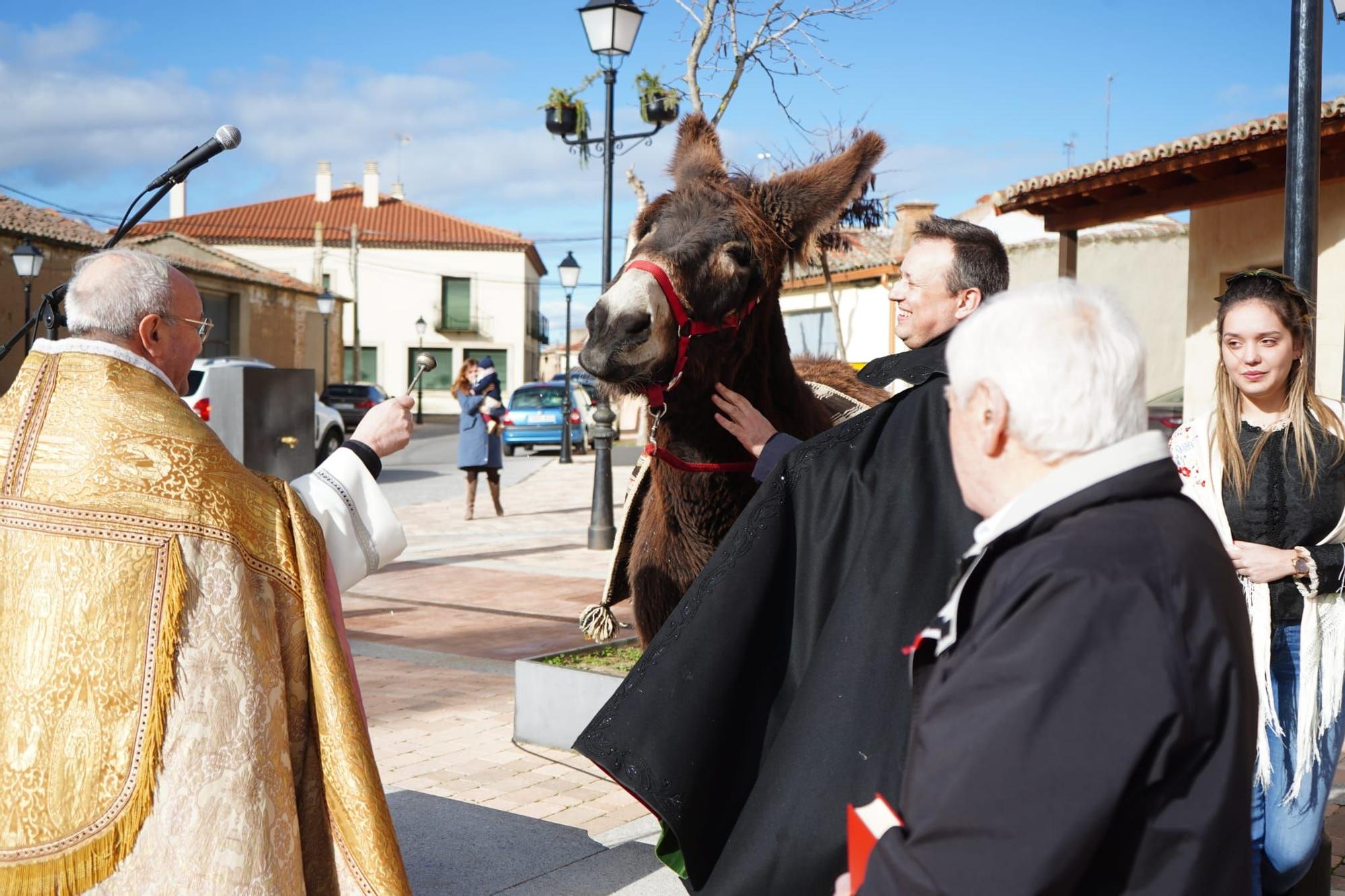 GALERÍA | Así celebran San Antón en Monfarracinos: quintas, animales y bendiciones