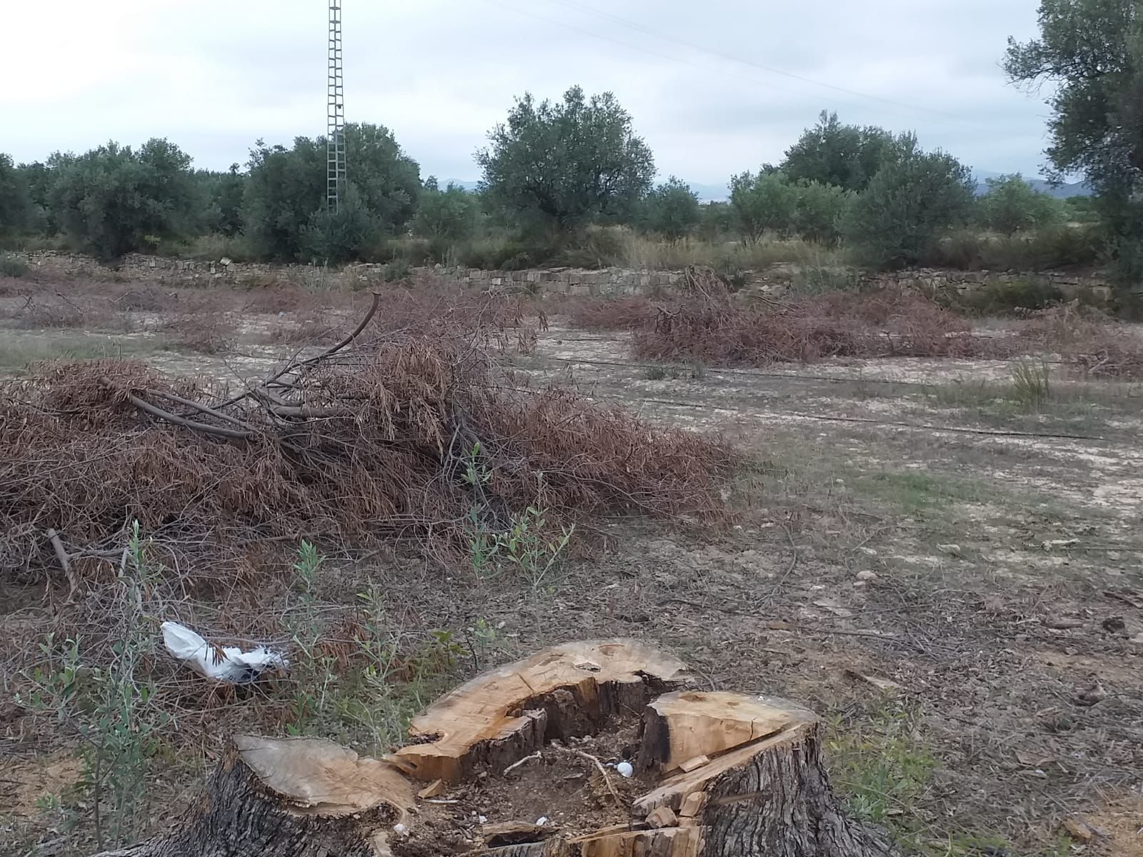 Una de las parcelas donde se arrancaron olivos centenarios